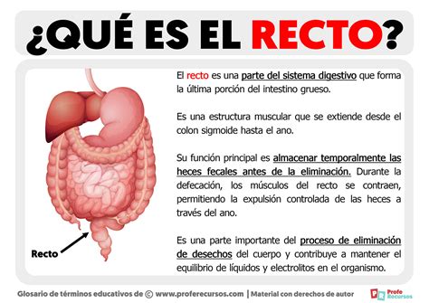 RECTO .